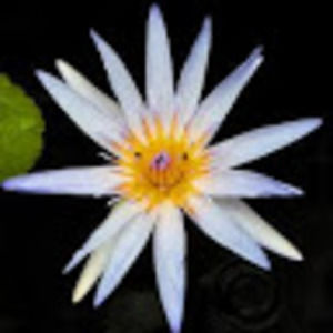 Meet your Posher, Carmen